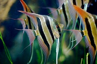Angelfish fish