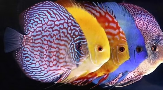 Discus fish