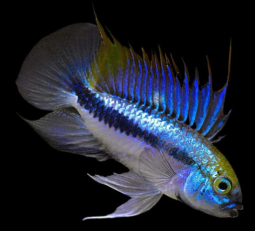 Oddballs fish
