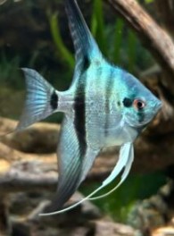 Philippine Blue