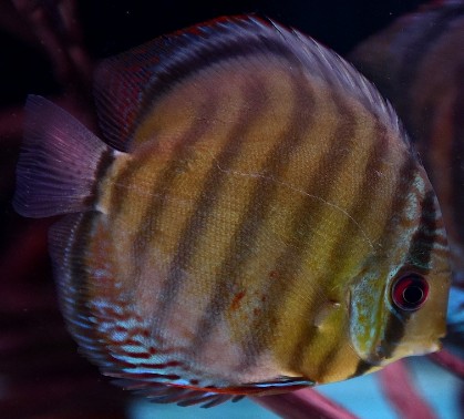 Wild Green Tefe