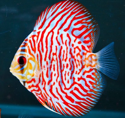 Red Tiger Turquoise
