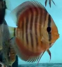 Red Alenquer