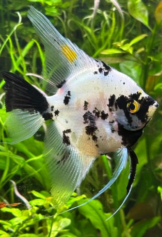 Orange Cap Panda