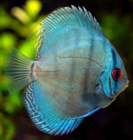 Blue Cobalt
