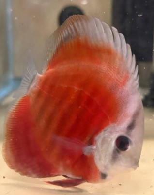 Red Cover