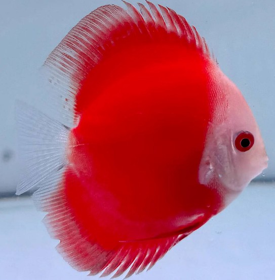 Red Melon